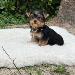 Yorkshire Terrier puppies from 🤎 Dreaming Puppies 🐶