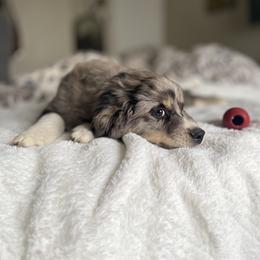 Miniature Australian Shepherd Puppies from DLT MiniAussie