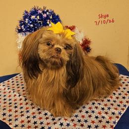 Skye - Shih Tzu