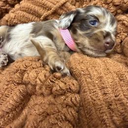 Godiva - Dapple female Dachshund puppy in Kindred, Florida from Redlands Farm