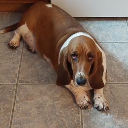"Cinnamon " Basset Hound Puppies from Out Law Hounds Den