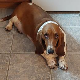 "Cinnamon " Basset Hound Puppies from Out Law Hounds Den