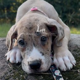 Eleanore - pink collar - Merle female Great Dane puppy in Prosperity, South Carolina from Windy Knoll Great Danes
