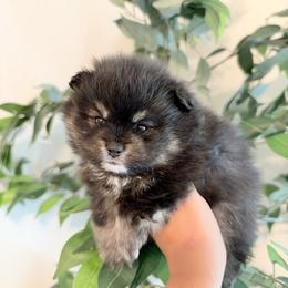 Smokey - Black and tan male Pomeranian puppy in Rockwall, Texas from MAK Poms