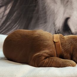 Irish Setter and Labrador Retriever Puppies from Down setters and labs