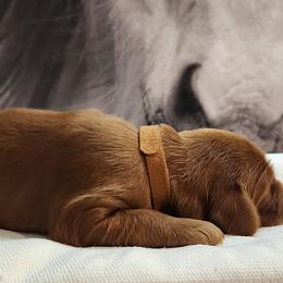 Irish Setter and Labrador Retriever Puppies from Down setters and labs