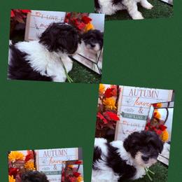 Daffy Duck - Parti male Maltipoo puppy in Wayland, New York from Loris Pampered Pooches💕