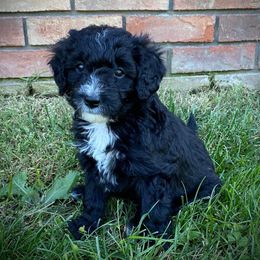 Sheepadoodle Puppies from Sarah Pearl’s Mini Sheepadoodles