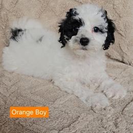 Orange Boy - Black and white male Cavapoo puppy in Bedford, Pennsylvania from Brooke Carlson