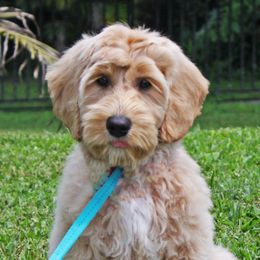 Hanks - Australian Labradoodle