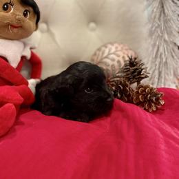 Male 2 - Black male Miniature Schnauzer puppy in Yorktown, Texas from Snanzzy Minature Schnauzers