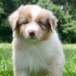 Dinah-2500-ready to go - Red merle female Australian Shepherd puppy in Star City, Arkansas from Blush & Lace Aussie Co.