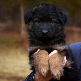 Boy 4 - German Shepherd puppy from Euro Deja