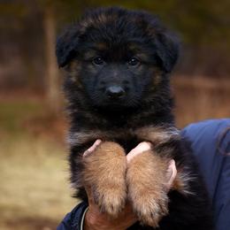 Boy 4 - German Shepherd puppy from Euro Deja