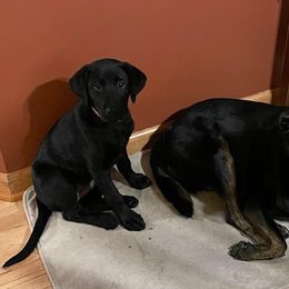 Dilute Retriever and Labrador Retriever Puppies from LC Hunting Labs, LLC.
