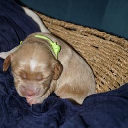 Dixey - Buff and white female Cockapoo puppy in Selma, California from Mollys Dollys