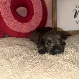Girl 3 - Salt and pepper female Miniature Schnauzer puppy in Watauga, Texas from Sissy’s Schnauzers