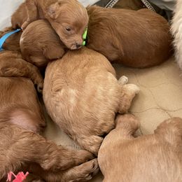 Goldendoodle Puppies from Angel’s Goldendoodle Pups