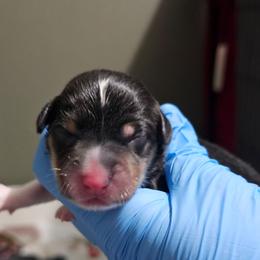 Male 3 - Black and tan male Pembroke Welsh Corgi puppy in Washington from Castle View Royal Rumps