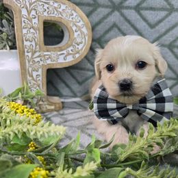 Briar - Gold male Shihpoo puppy in Hartville, Missouri from Petty Paws