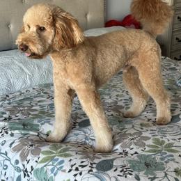 Goldendoodle All Grown Up from Goldendoodle AZ