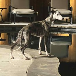 Green Collar Girl - Fawn brindle female Whippet puppy in Holly Springs, Mississippi from Crossway Akitas, Whippets, & Russian Toys