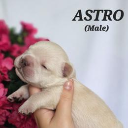 French Bulldog Puppies from True Joy French Bulldogs