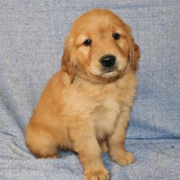Sebastian - Golden male Golden Retriever puppy in New Weston, Ohio from Bertke AKC Golden Retrievers and Bernese Mountain Dogs