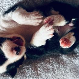 “Mietta” Girl 2 - Border Collie puppy in Salado, Texas from Stellar Kennels