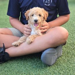 Andie - Apricot male Goldendoodle puppy in Leander, Texas from Doodle Doula