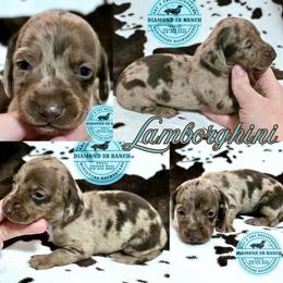 LAMBORGHINI - Dapple male Dachshund puppy in Columbia, Louisiana from Diamond 5R Ranch AKC & CKC Miniature Dachshunds
