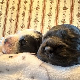 Cocker Spaniel Puppies from Abundance of Joy LLC