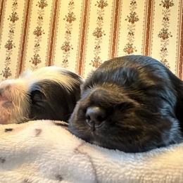 Cocker Spaniel Puppies from Abundance of Joy LLC