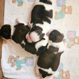Shih Tzu Puppies from Devalon Shih Tzu Palm Beach
