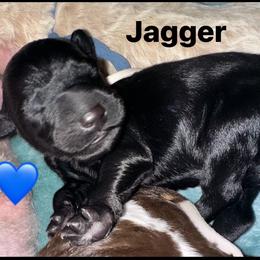 Jagger - Black male Goldendoodle puppy in Prosperity, Pennsylvania from Stelladoodles & Company