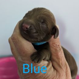 Boy 2 - Chocolate Dachshund puppy in Homosassa, Florida from Foxies Doxies