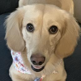 Crème - Dachshund