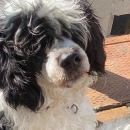 Portuguese Water Dogs from Farallon PWDs