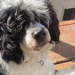 Portuguese Water Dogs from Farallon PWDs