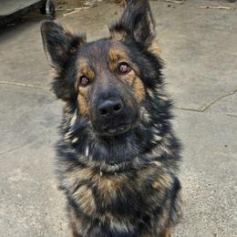 Ember - German Shepherd