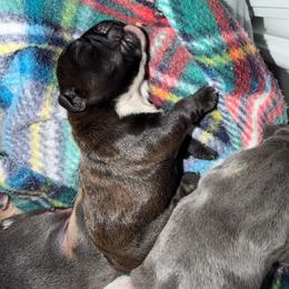 Girl 2 - Black tri-color female Bulldog puppy in Hobe Sound, Florida from Amanda’s Bullies