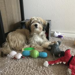 Havanese Puppies from Kim's Puppy Palace