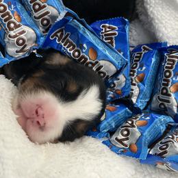 Almond Joy - Tri-color female Bernese Mountain Dog puppy in Gardner, Kansas from Faith and Family Farm