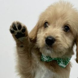 Labradoodles from Doodle Bug Love