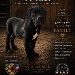 Valor - Black male Boerboel puppy in Delta, Colorado from SATA Kennels