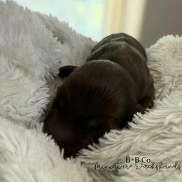 Dachshund Puppies from B+B Co Miniature Dachshunds