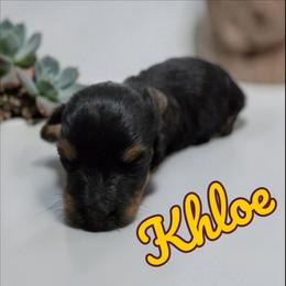 Khloe - Black and silver female Miniature Schnauzer puppy in Clemmons, North Carolina from Schnauzer Snobs