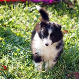 Rottweiler and Shetland Sheepdog Puppies from Mountain High Kennels