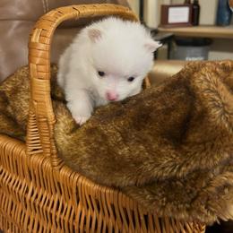 Bentley - White male Pomeranian puppy in Plano, Texas from Madison Park Poms