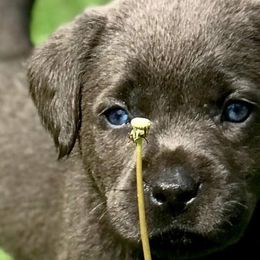 Dilute Retrievers from Crowley’s Ridge Silver Labs